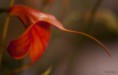 /album/l%27orchidee%3a-fleurs-des-songes-aux-contours-r%c3%aaveurs/lorchidee-oiseau-rouge-mars-2013-204-jpg/